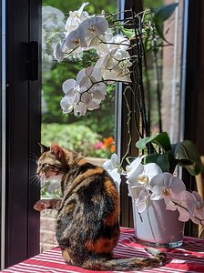 20200709_PORTRAIT_BURST140739750_COVER_Pixel3a-JEB-cut